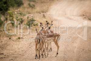 Group of starring female Impalas from behind in the middle of the road.