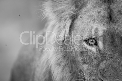 Lion eye in black and white in the Kruger National Park.