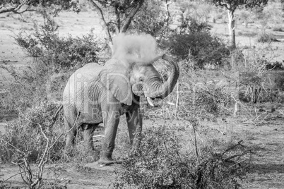 Elephant bull spraying dust on himself in the Kruger National Park.