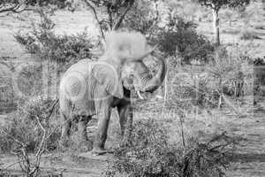 Elephant bull spraying dust on himself in the Kruger National Park.