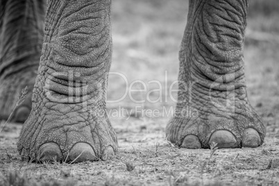 Elephant feet in black and white.