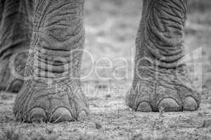 Elephant feet in black and white.