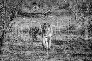 Lioness walking towards the camera in black and white.