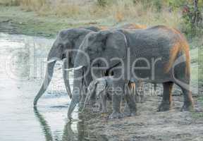 Little herd of Elephants drinking in the Kruger National Park.