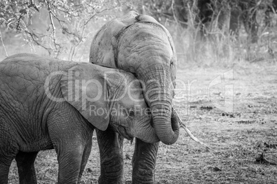 Two young Elephants cuddling in black and white.