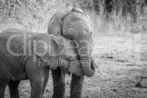 Two young Elephants cuddling in black and white.