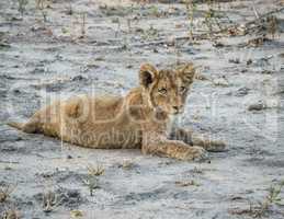 Lion cub laying in the dirt in the Sabi Sabi game reserve.