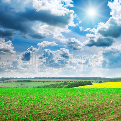 Beautiful sunrise on green cornfield