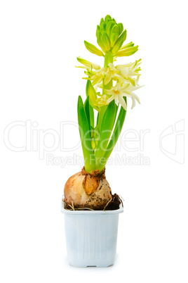 Small hyacinth in pot isolated on white