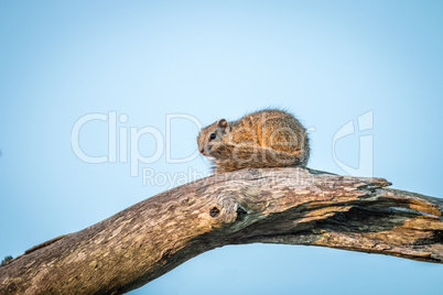 A tree squirrel sitting on a branch.