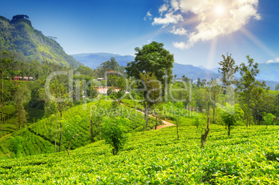 tea plantation on the picturesque hills