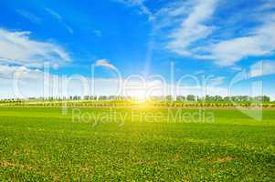 field, sunrise and blue sky