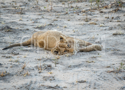 Lion cub laying in the dirt in the Sabi Sabi game reserve.