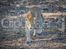Leopard walking towards the camera.