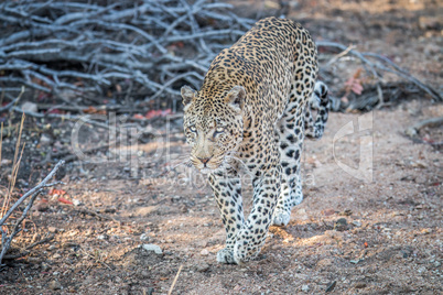 Leopard walking towards the camera.