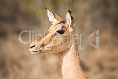 Side profile of a female Impala.