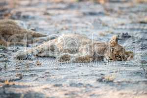 Lion cub laying in the dirt in the Sabi Sabi game reserve.