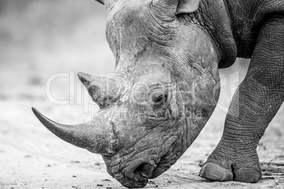 Close up of a Black rhino walking on the road in black and white.