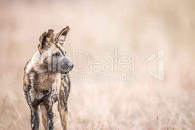 African wild dog starring in the Kruger National Park.