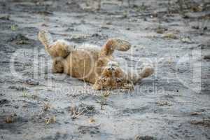 Lion cub laying in the dirt in the Sabi Sabi game reserve.