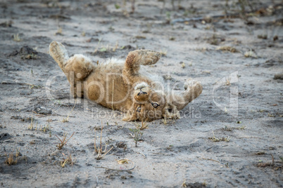 Lion cub laying in the dirt in the Sabi Sabi game reserve.