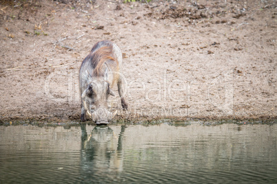 A warthog drinking from a dam.
