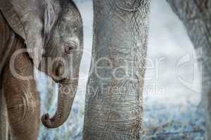 A young Elephant calf in between the legs of an adult Elephant.