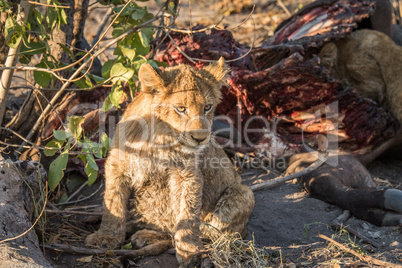 Lion cub sitting next to a Buffalo carcass.