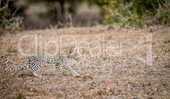 Baby Leopard walking in the grass