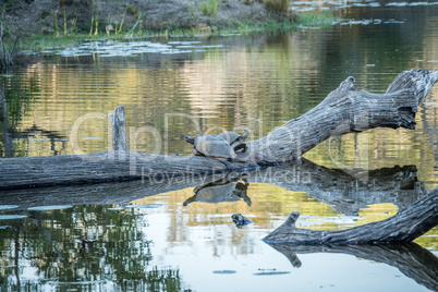 Two Speckled terrapins on a branch in the water.