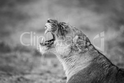 Lioness yawning in black and white in the Kruger National Park