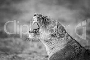 Lioness yawning in black and white in the Kruger National Park