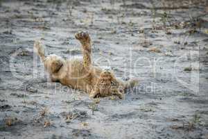 Lion cub laying in the dirt in the Sabi Sabi game reserve.