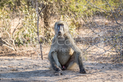 A starring Baboon in the Kruger National Park.