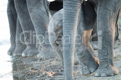 A young Elephant calf in between the legs of adult Elephants.