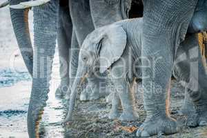 A young Elephant calf drinking in between the legs of adult Elephants.