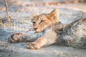 Lion cub laying in the dirt in the Sabi Sabi game reserve.