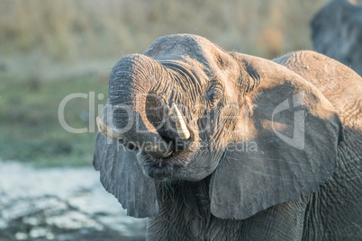An Elephant drinking in the Kruger National Park.