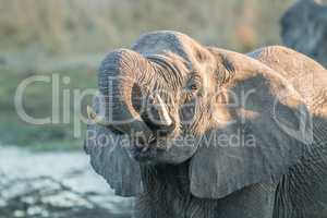 An Elephant drinking in the Kruger National Park.