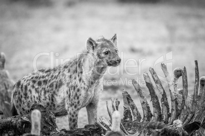 Spotted hyena at a carcass with Vultures in black and white.