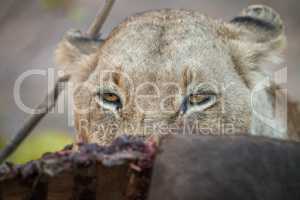 Lioness looking over a Buffalo carcass in the Sabi Sabi.
