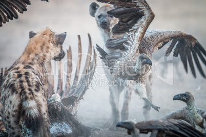 Spotted hyena at a carcass with a flying Vulture.