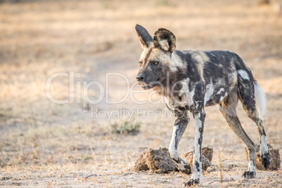 African wild dog walking in the Kruger National Park.