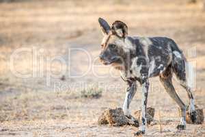 African wild dog walking in the Kruger National Park.