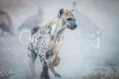 Running Spotted hyena with Vultures in the background.