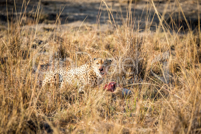 Cheetah on a Reedbuck kill in the Sabi Sabi game reserve.