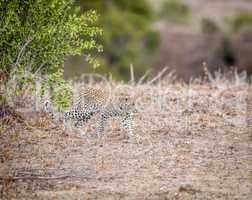 Baby Leopard walking in the grass