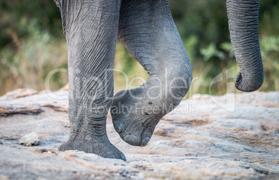 Elephant feet and trunk in the Kruger National Park.