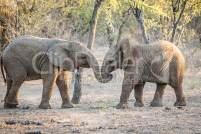 Two young Elephants playing in the Kruger National Park.