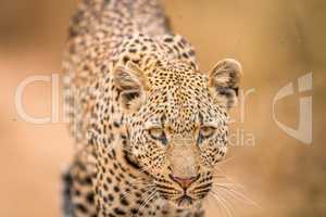 Leopard starring at the camera.0